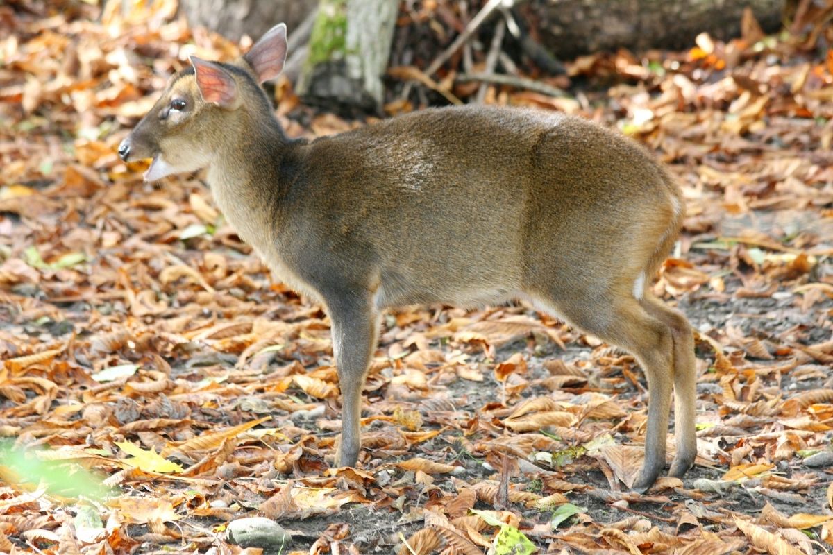 A muntjac photo in the wild forest.