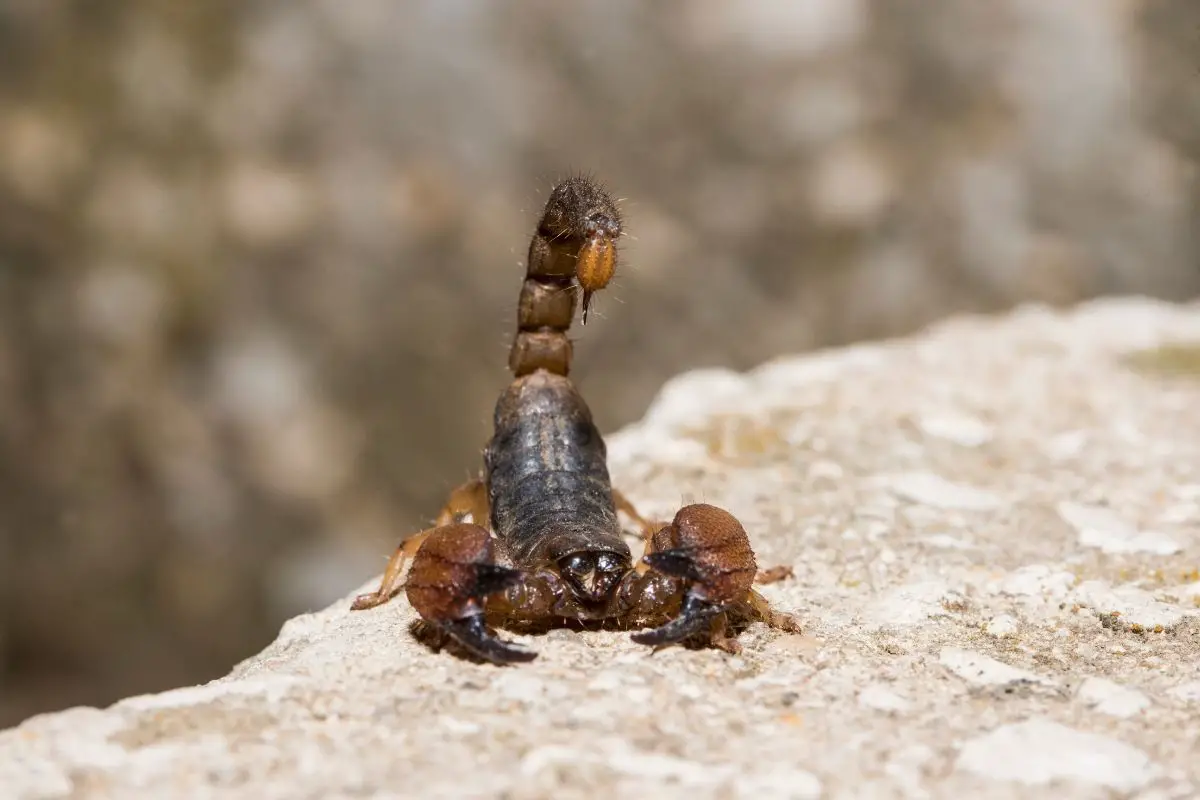 Scorpion on a attack position.