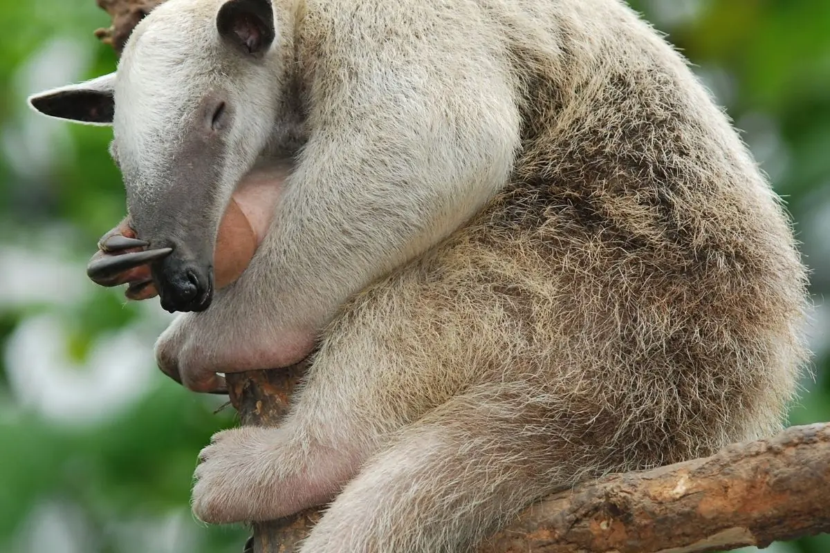 Cuddly anteater sleeping on a tree branch.