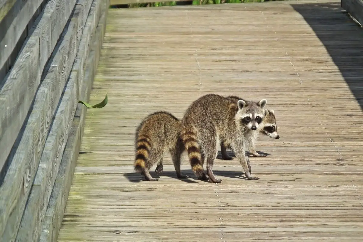 Raccoons walking on a boardwalk.