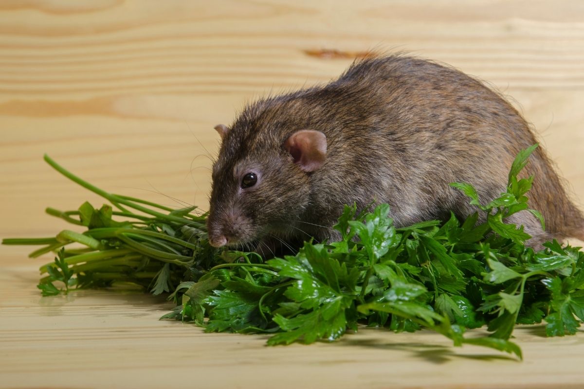A rat eats parsley on a wooden table.