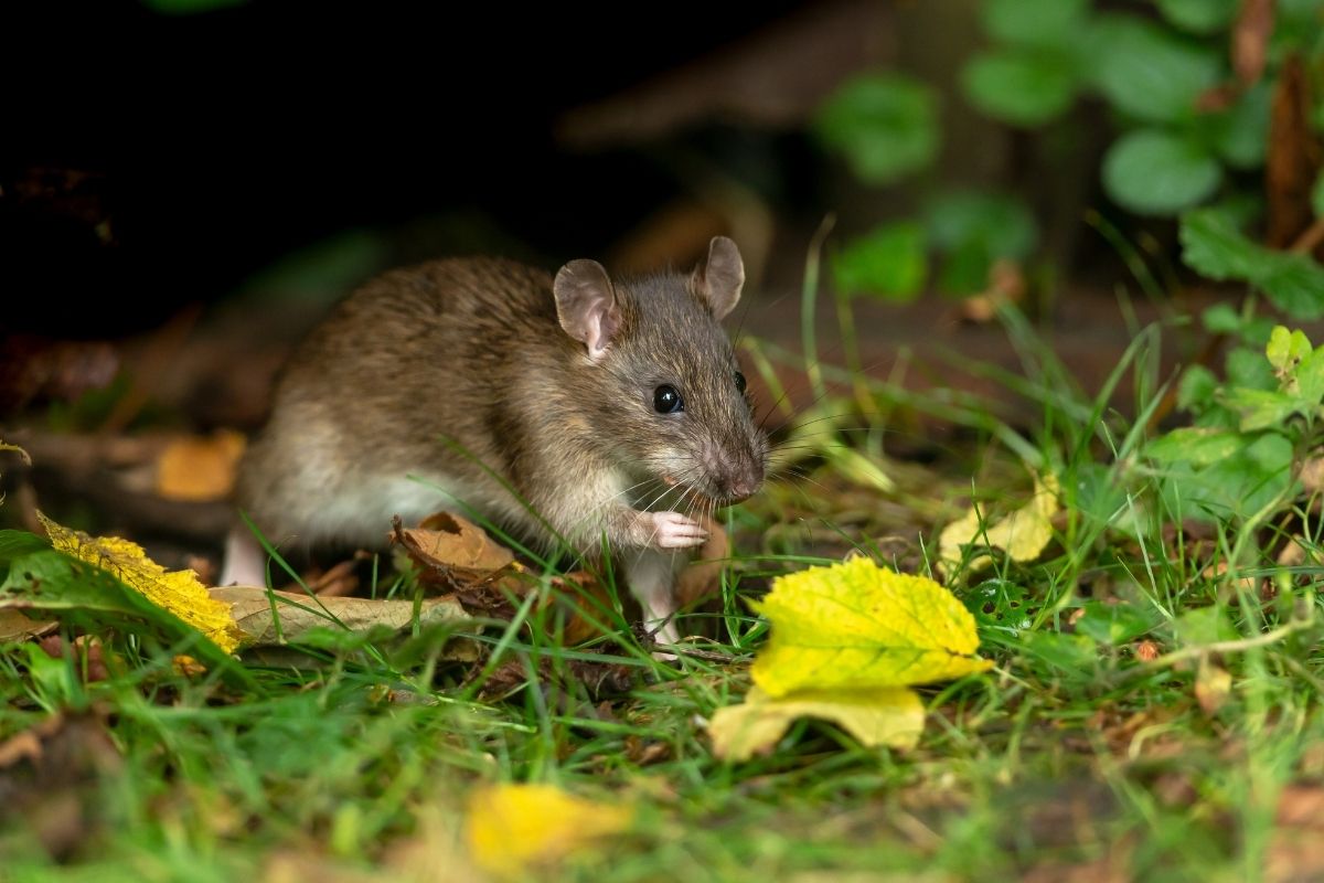 Close up of a wild brown rat in Autumn foraging and eating seeds in natural woodland habitat.
