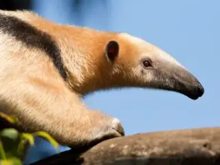 Right side view of giant anteater walking on log with blue sky in background.