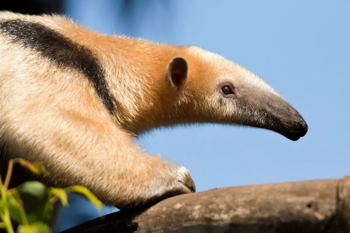 Right side view of a giant anteater walking on log with blue sky in background.