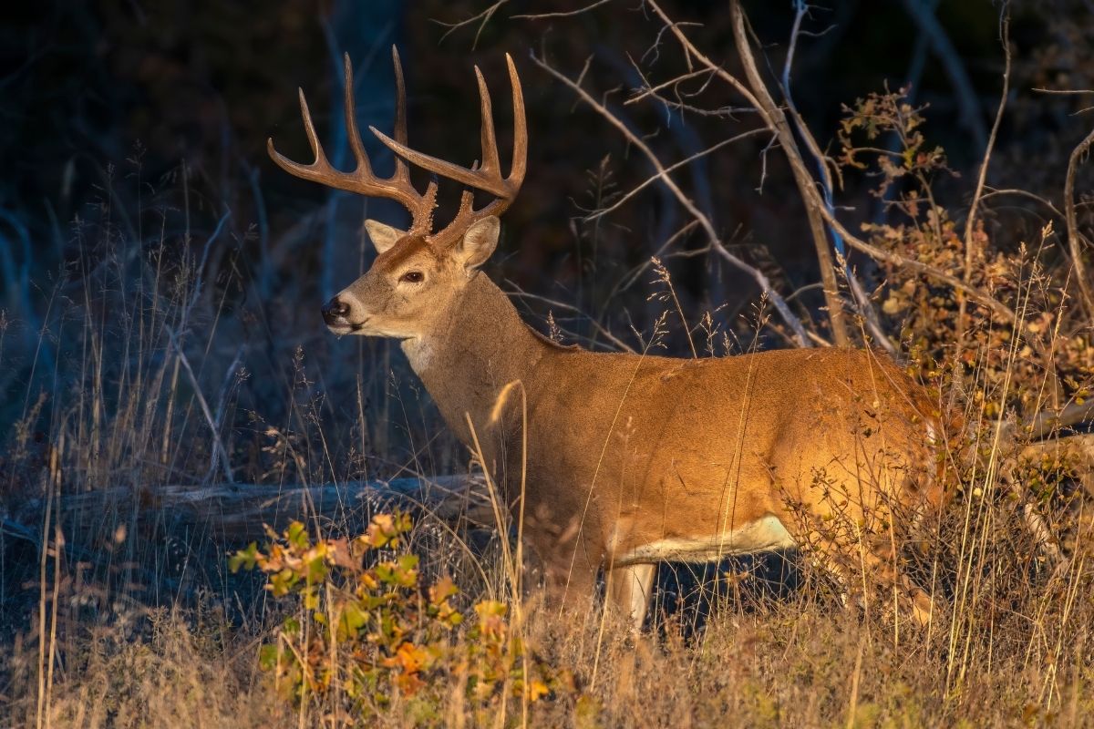 White-tailed deer buck captured photo at night.