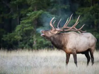 Bull elk in the rock mountain.