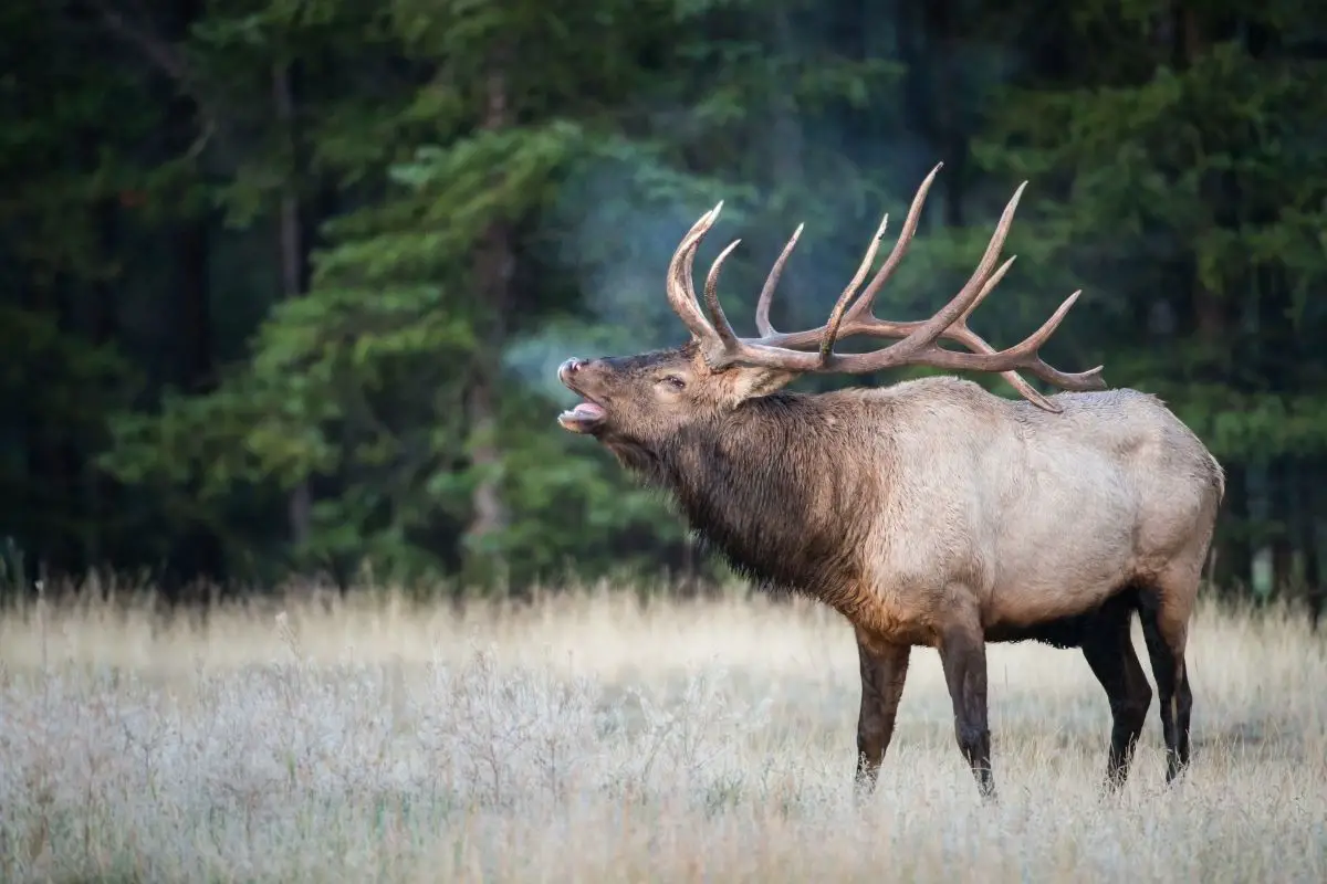 A roaring Bull elk in the wild.
