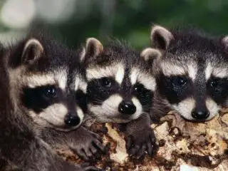 Three baby raccoons on the tree branch.