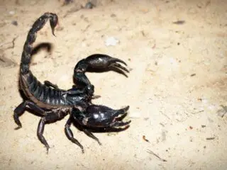 Scorpion pandinus imperator.