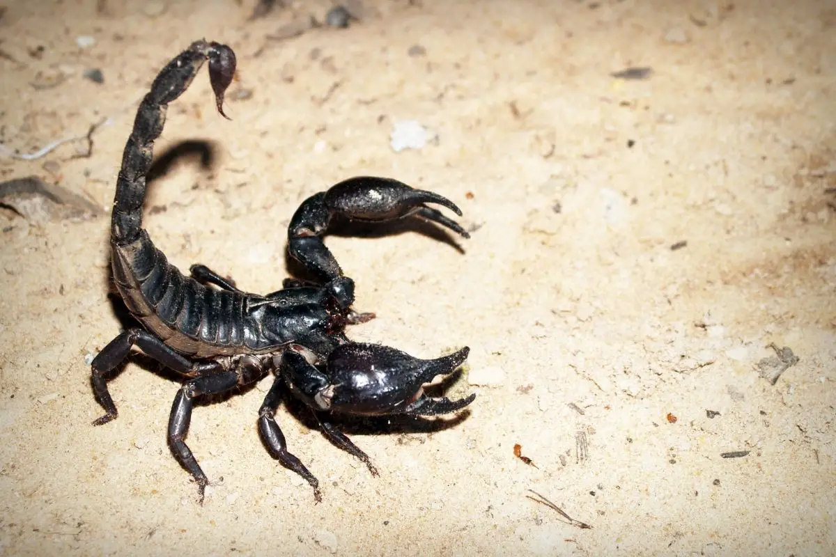 A flashed image of a Scorpion pandinus imperator.
