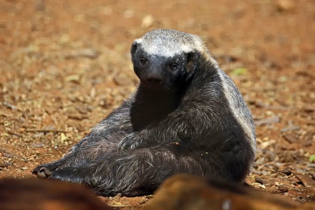 Are Honey Badgers Immune to Venom? If So, How? - NatureNibble