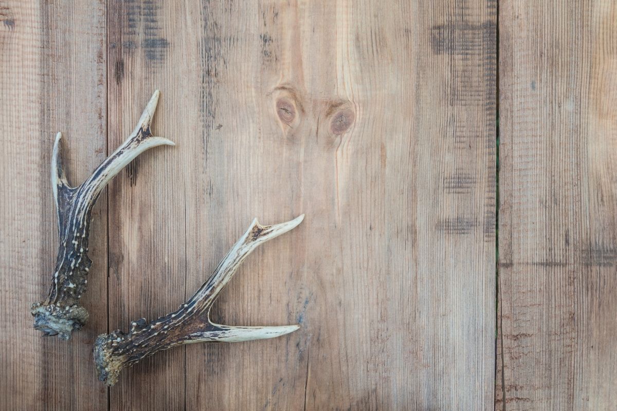 Deer antlers on rustic non paint wooden background.