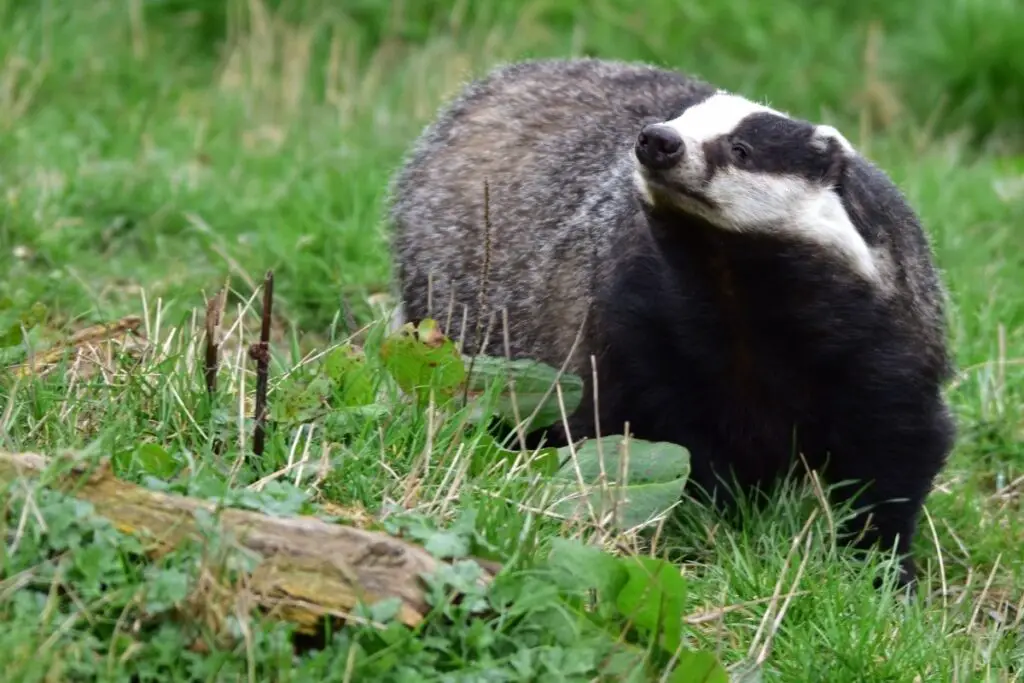 what-do-honey-badgers-eat-naturenibble