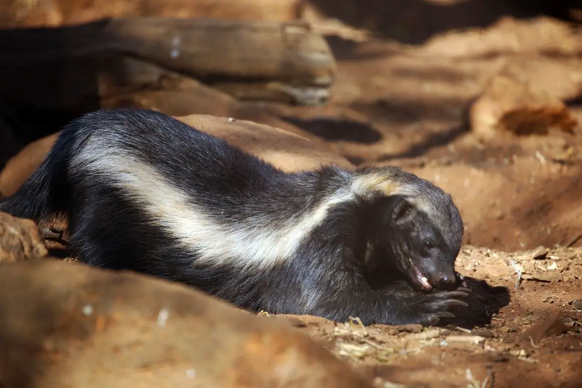 A honey badger eating on his burrow.