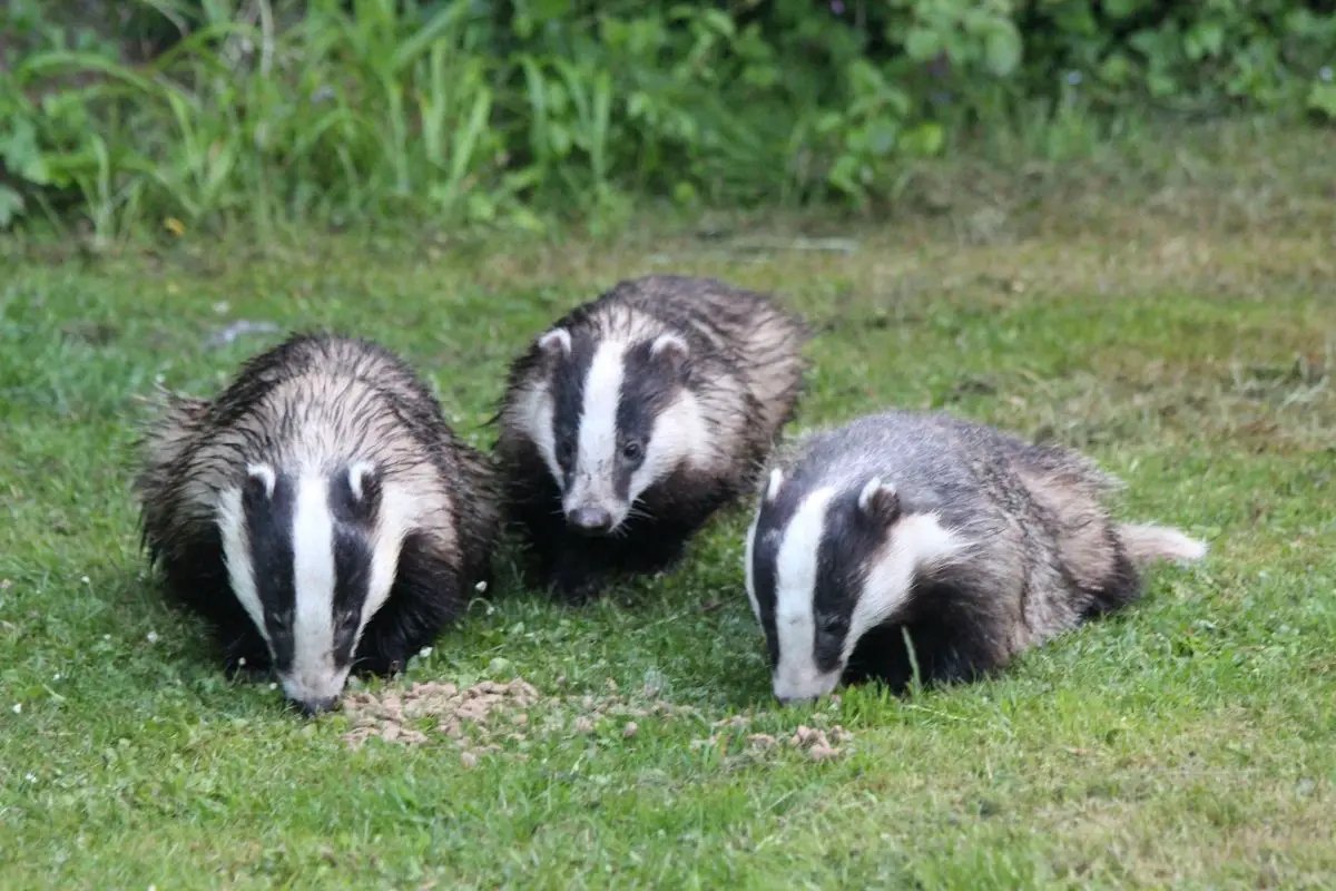 A three badgers eating on a grass field.