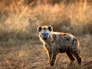Young hyena in morning light.