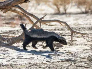 A honey badger in southern african savanna.
