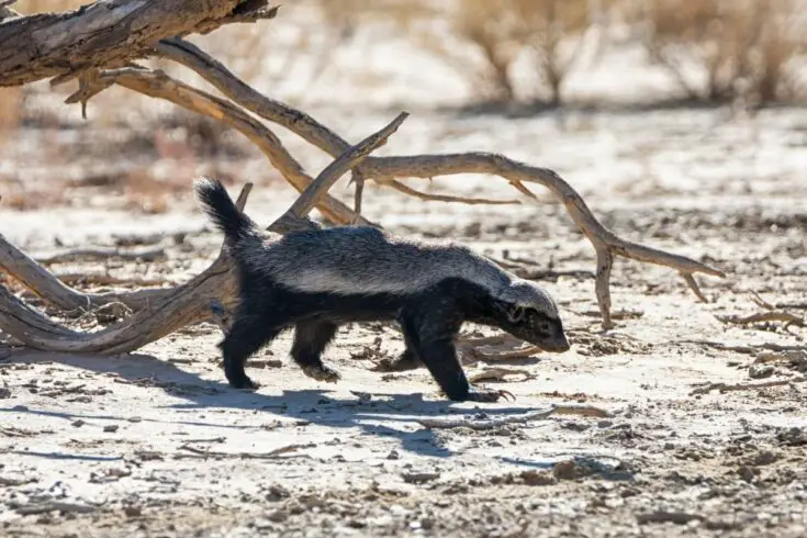 Where Do Honey Badgers Live? - NatureNibble