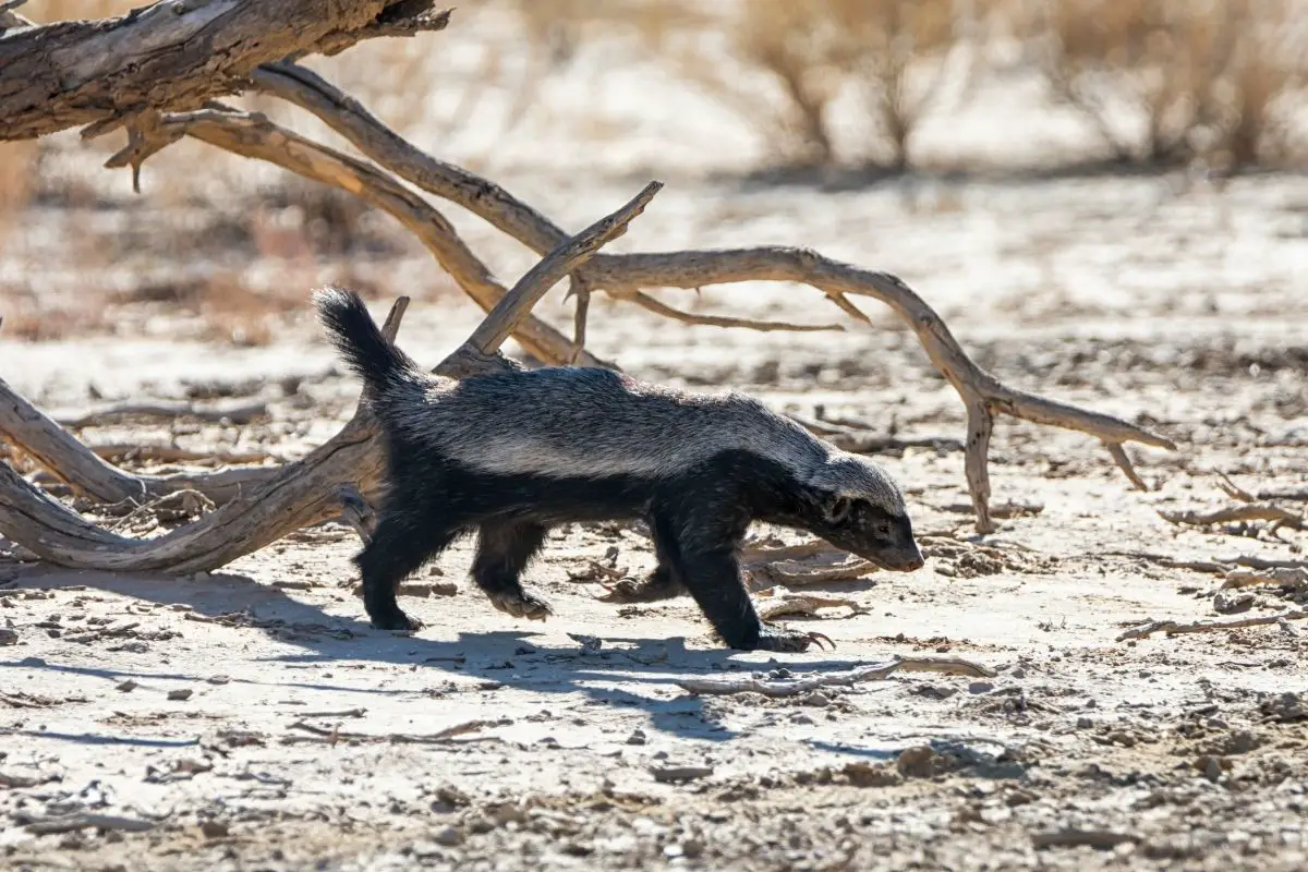 A honey badger in southern African savanna.