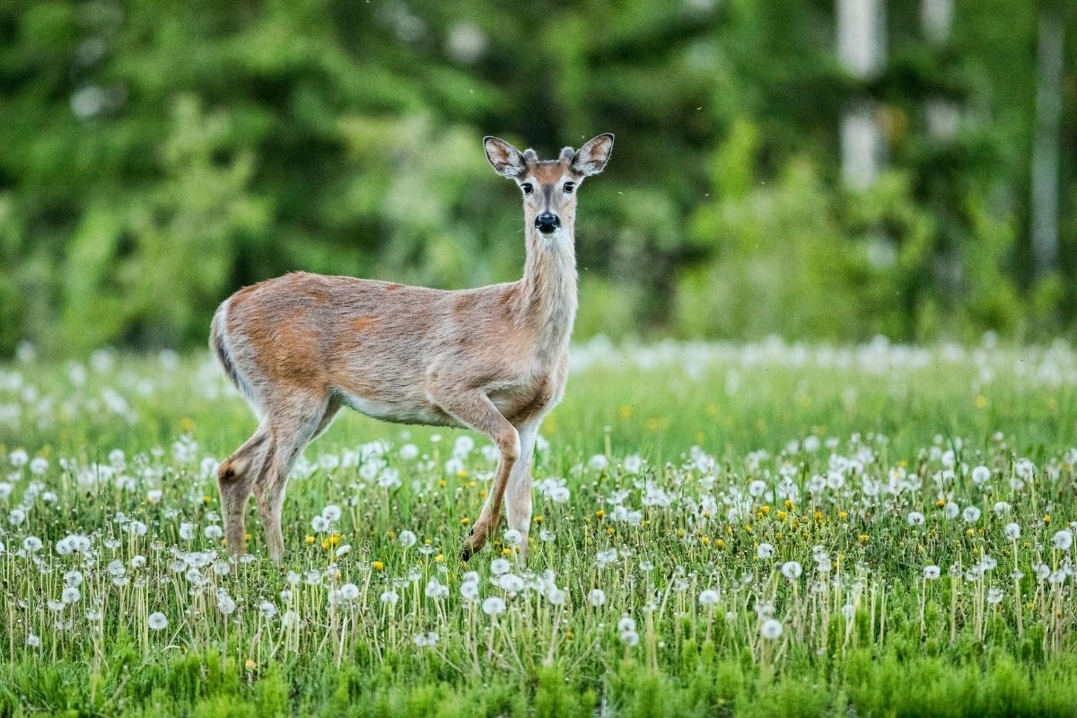 Medium size white-tailed deer on a grass field.