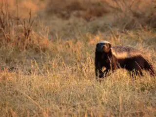 Honey badger in the morning sunlight at botswana africa.