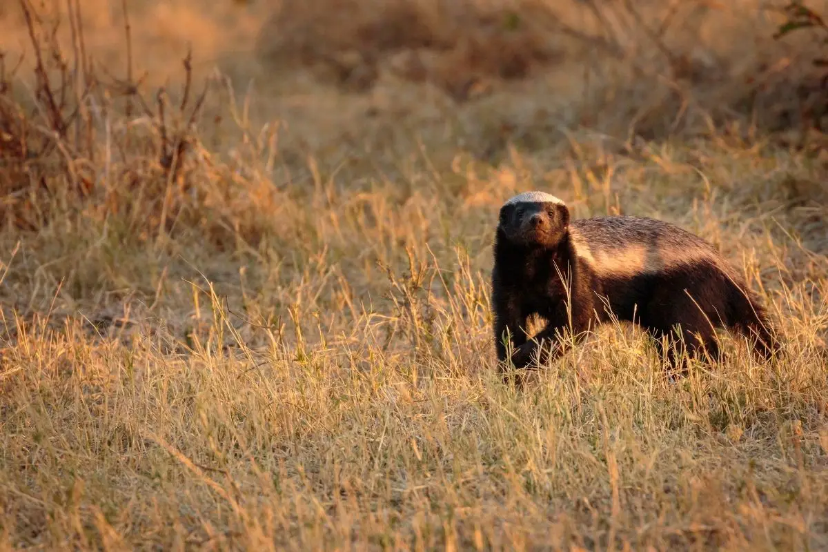 Honey badger actively running in the grass field at Botswana Africa.