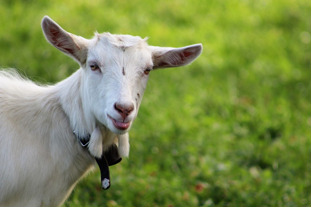 10 Animals that are Surprisingly Similar to a Goat - NatureNibble