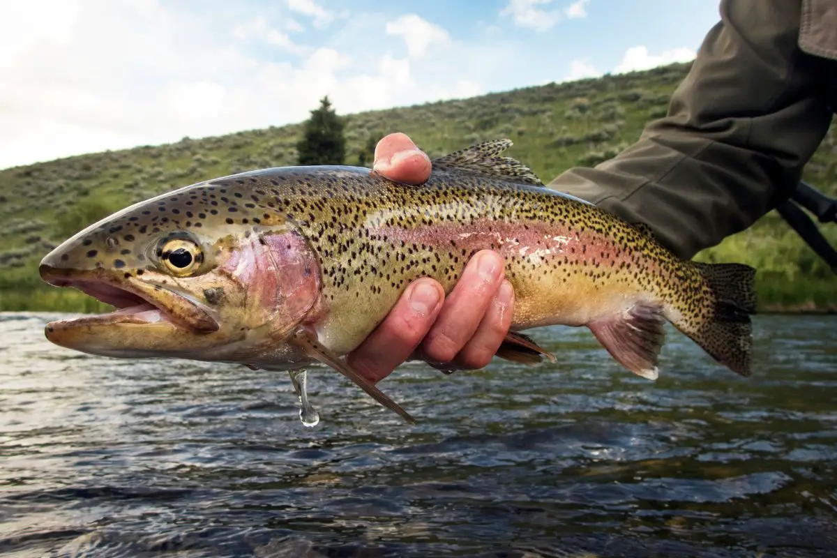 Man holding a rainbow trout prior to releasing it.