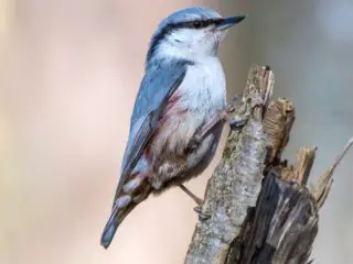Nuthatch in finland.