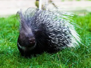 Porcupine on a green grass.