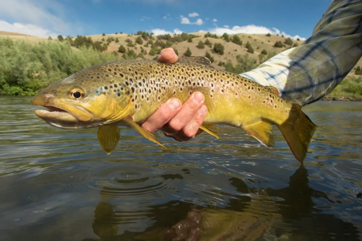 Man holding a brown trout prior to releasing it.