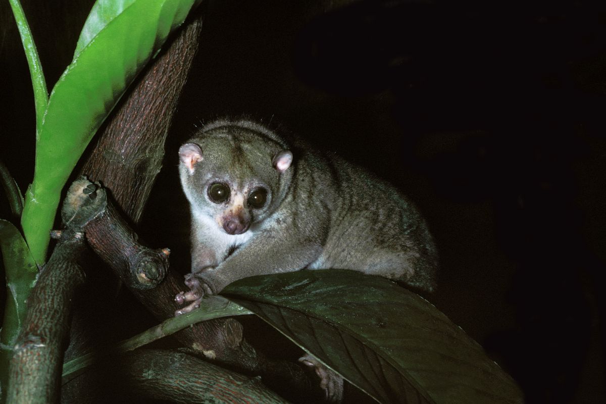7 Animals Similar to Lemurs - NatureNibble