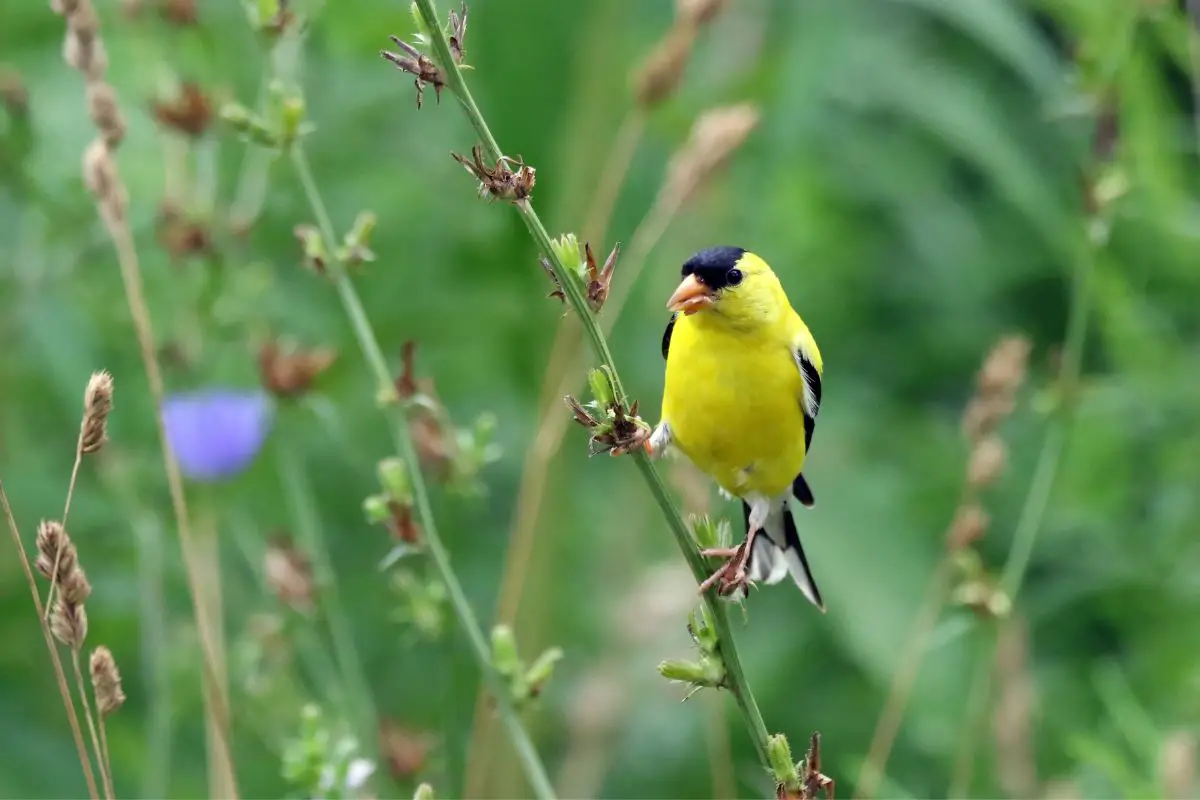 An american goldfinch that landed on a branch.