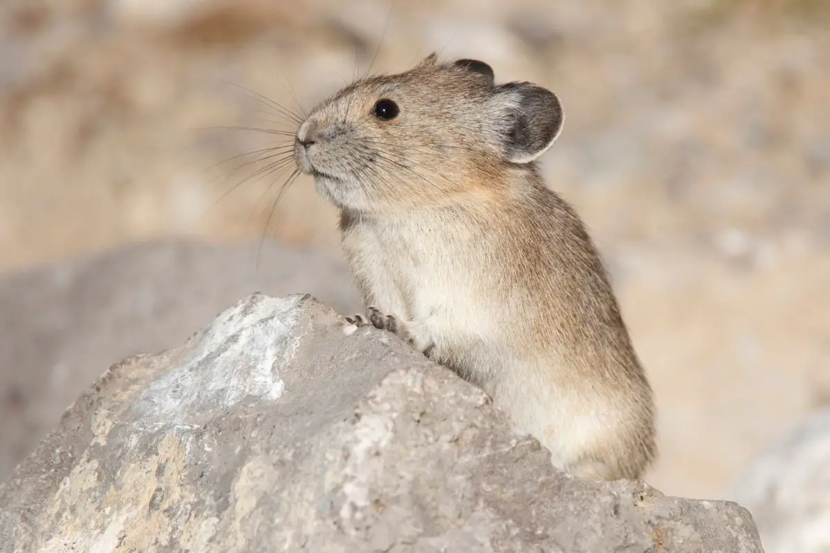 American Pika on gray rock looking to left.
