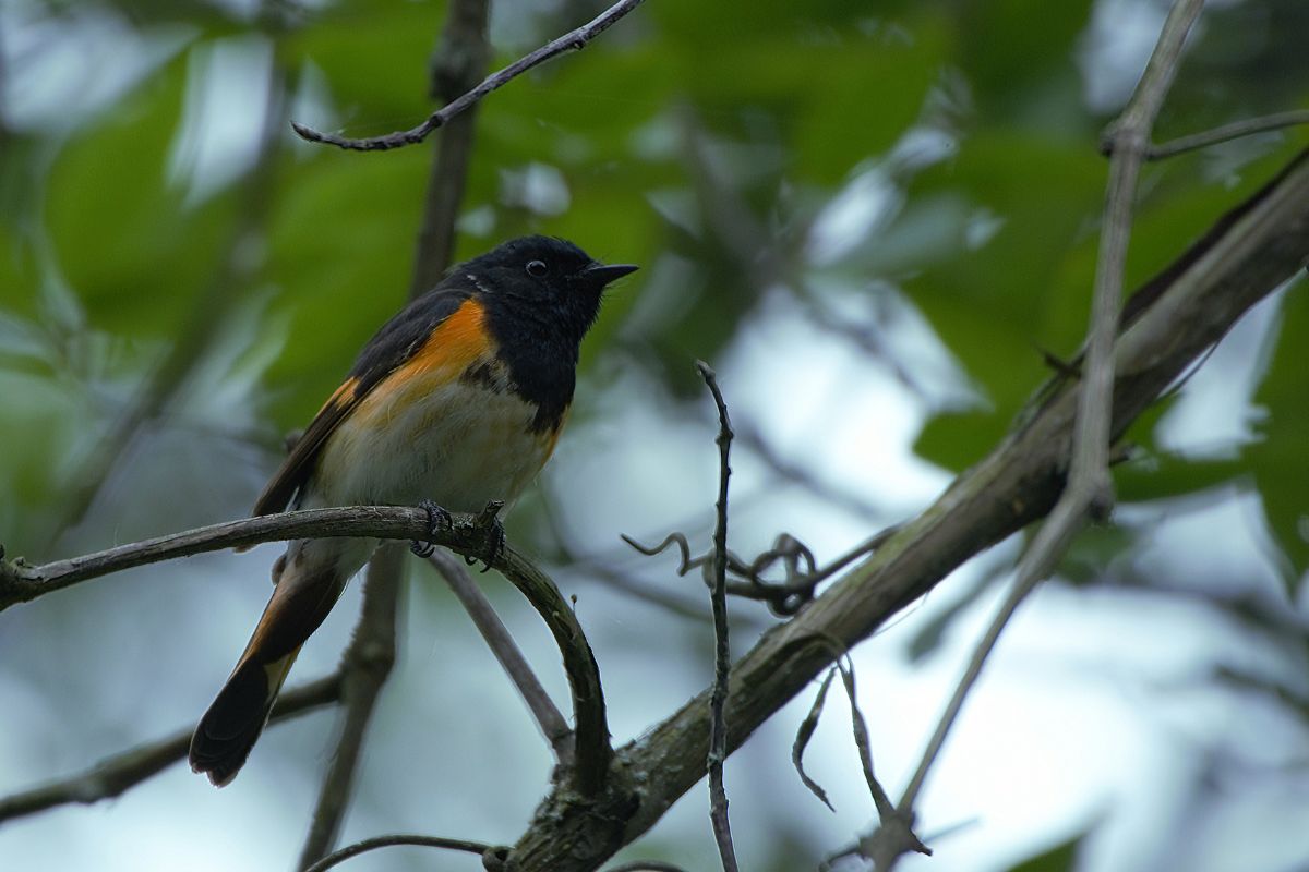 American red start perched on branch of tree.