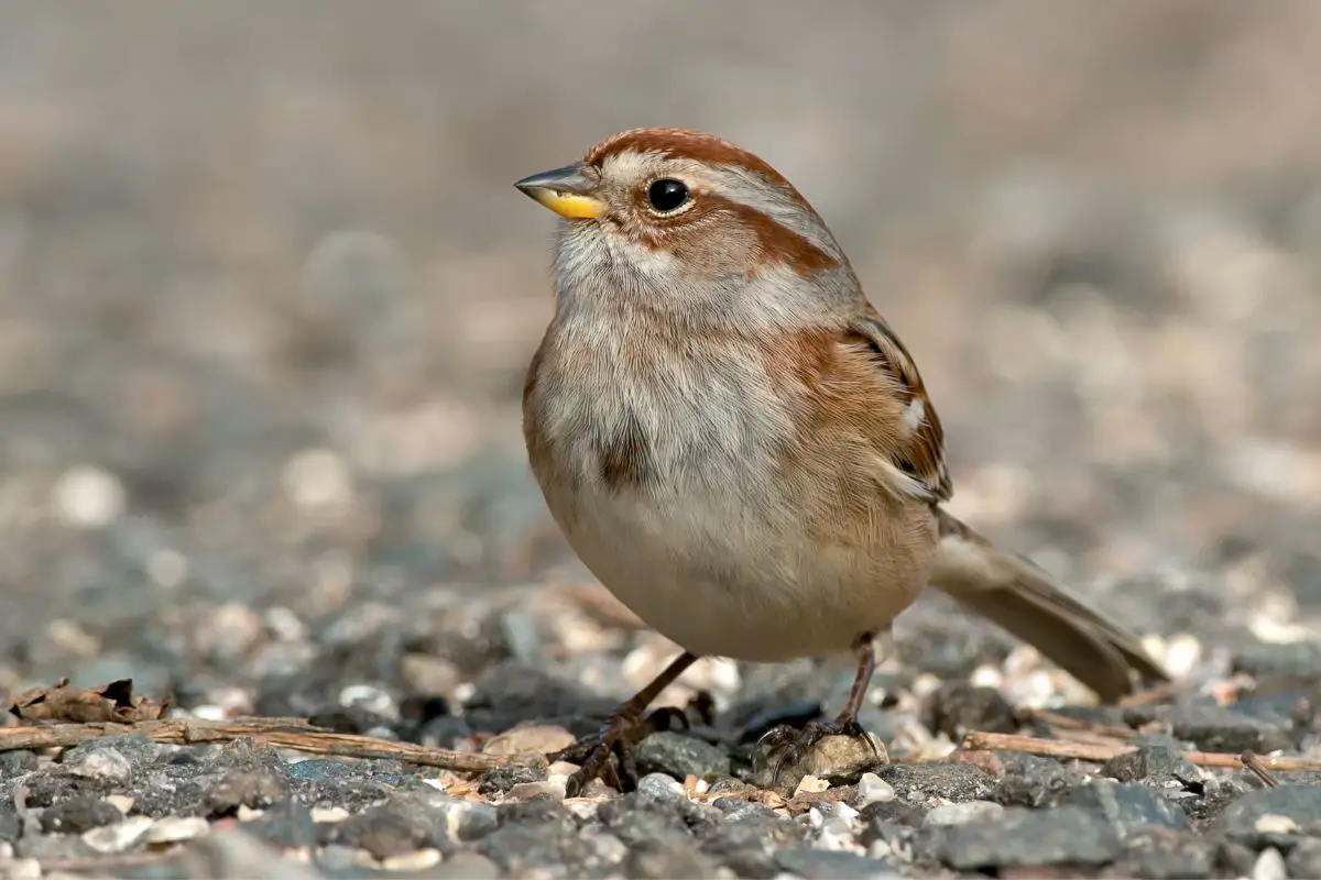 American tree sparrow standing on a gravel path.