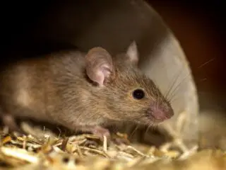 Macro shot of a brown mouse.