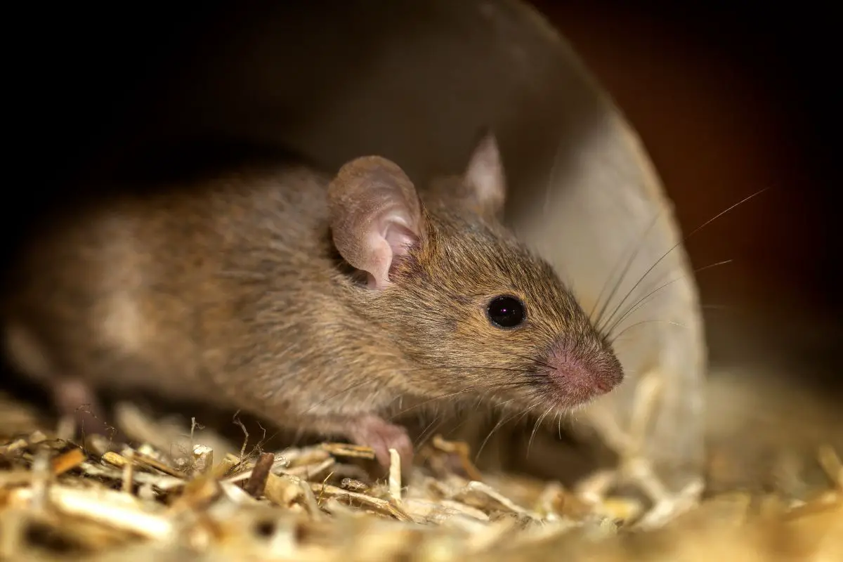 Macro shot of a brown mouse.