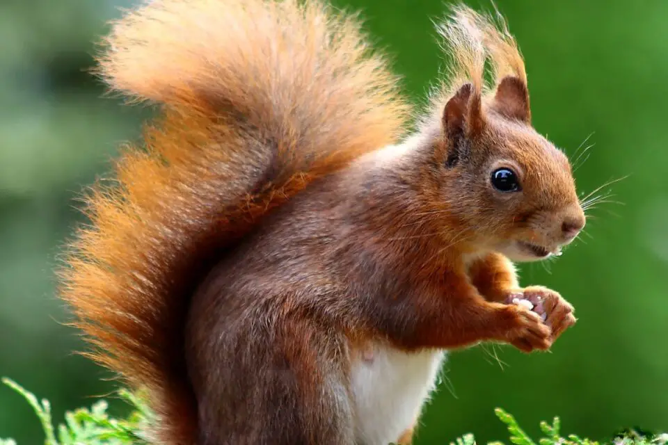 15 Animals Similar to a Squirrel NatureNibble
