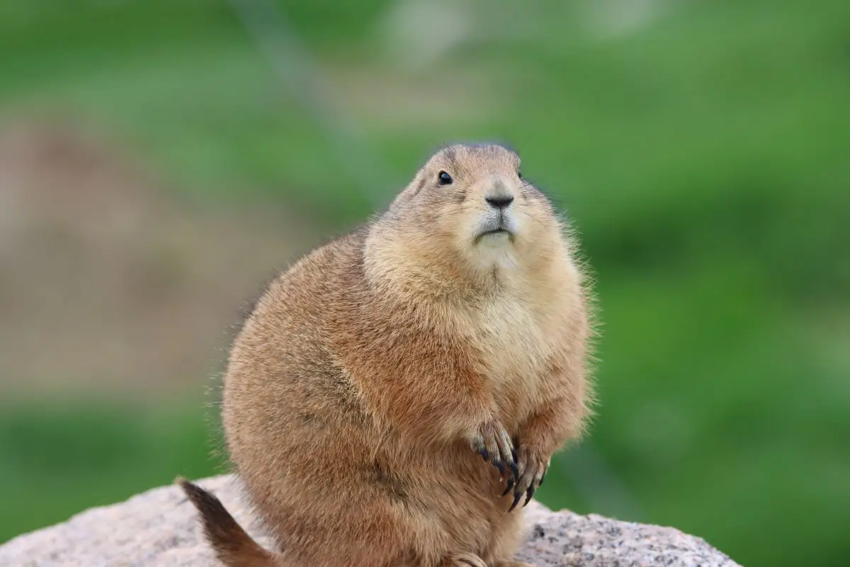 are prairie dogs mean