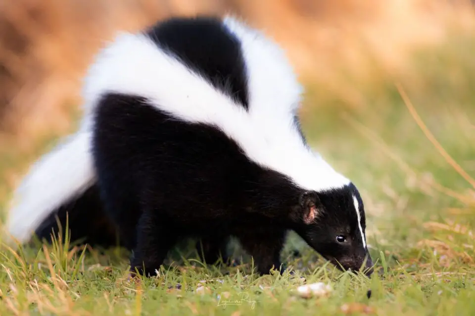 34-animals-similar-to-a-skunk-naturenibble