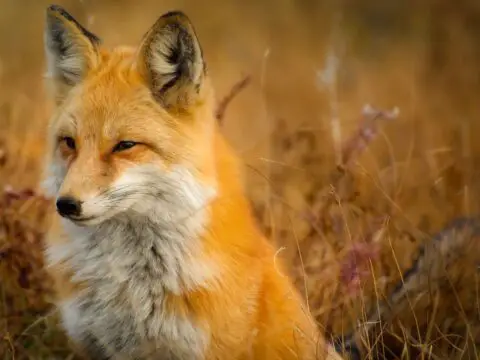 Red fox outdoors.