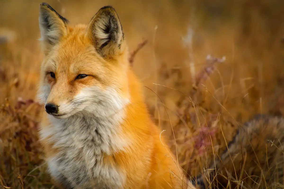 Red fox resting on the grass field.