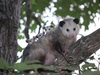 Possum family on a tree branch.