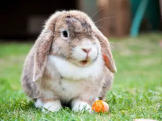 Fluffy bunny rabbit.