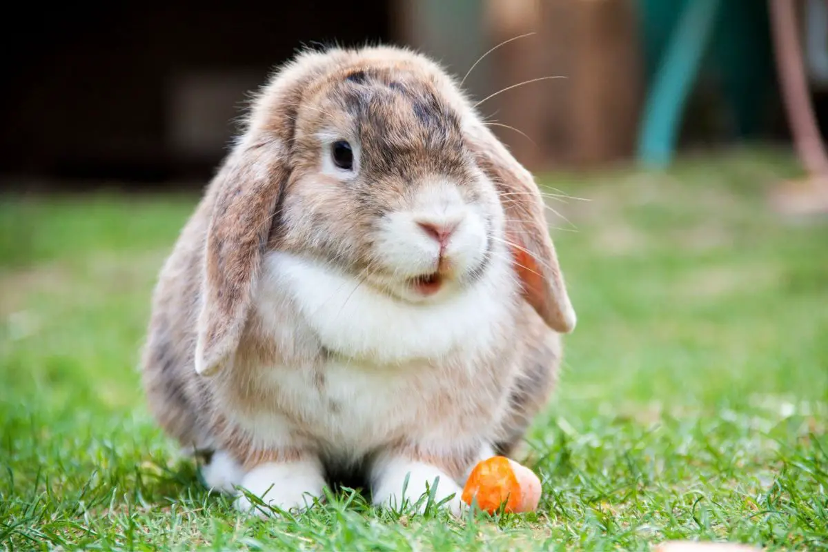 Fluffy bunny rabbit resting on the grass field with fresh cut of carrots.