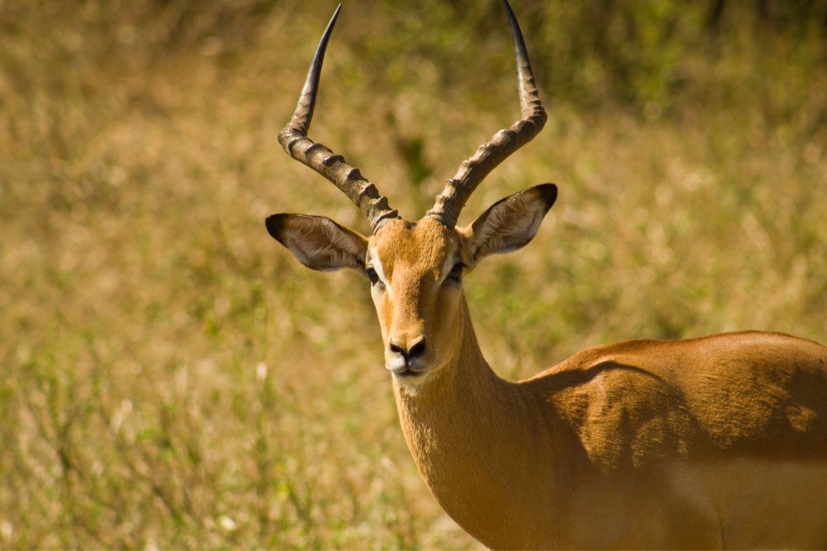 A threatened Antelope in savannah.