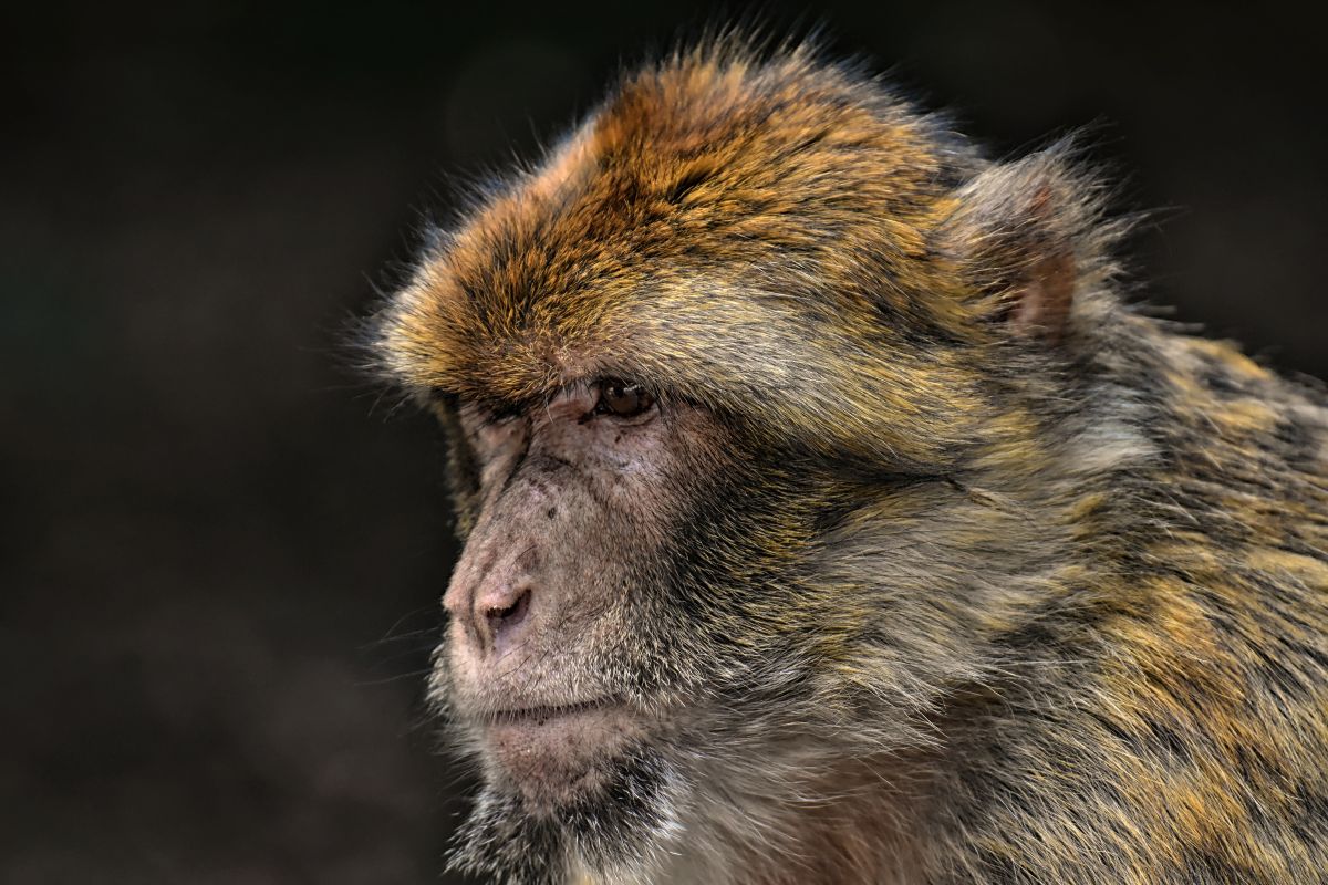 Barbary ape in the wild.