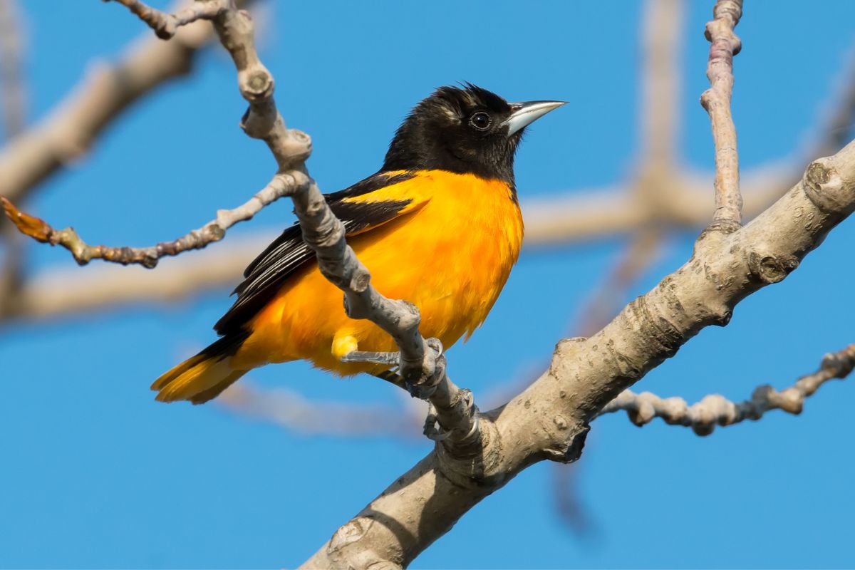 Male baltimore oriole perched on a branch.