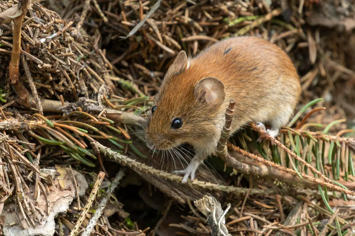 Bank vole sitting on a heap of brushwood.